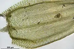 Bladvoet en hoekcelgroepen