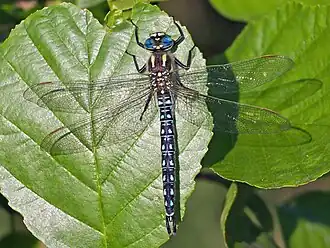 Glassnijder (insect)