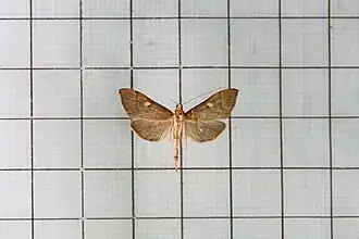 Bradina aulacodialis