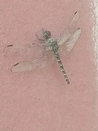 Bradinopyga strachani