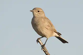 Lijstervliegenvanger