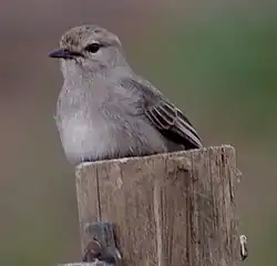 Streepkopvliegenvanger (Bradornis microrhynchus)