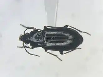 Bradycellus nigrinus