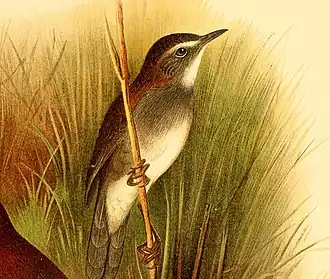 Grijsborststruikzanger