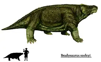 Bradysaurus
