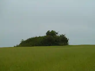 Tombe van Yve in een veld van Vlas