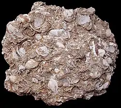 Pliocene Kokkelsoort in een kleisteen