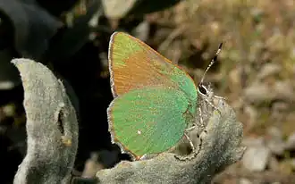 Callophrys dumetorum