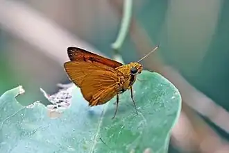 Rhabdomantis galatia