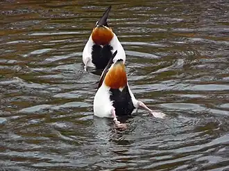 Grondelende bergeenden