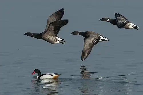 Rotganzen en bergeend