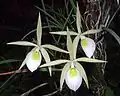 Brassavola flagellaris