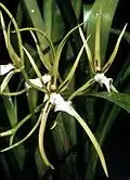 Brassia signata