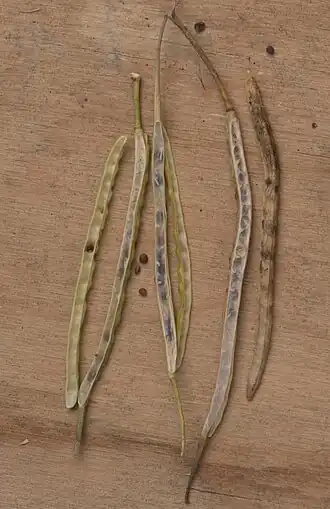 Hauwen van Brassica rapa subsp. campestris 'Namenia'