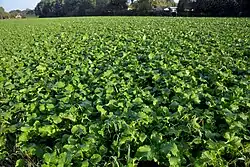 Stoppelknollen gezaaid na de oogst van gerst op 10 september 2018