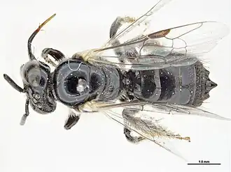 Braunsapis associata