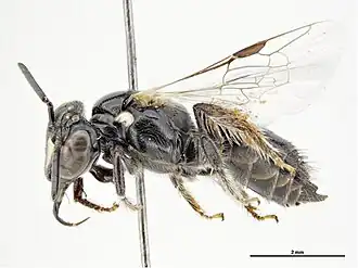 Braunsapis associata