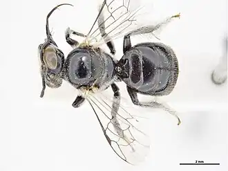 Braunsapis clarissima