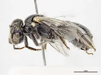 Braunsapis clarissima