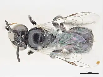 Braunsapis diminutoides