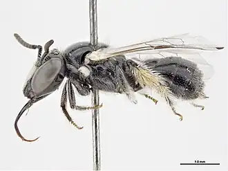 Braunsapis diminutoides