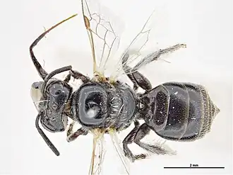 Braunsapis dolichocephala