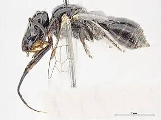Braunsapis dolichocephala