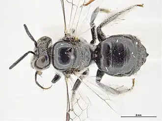 Braunsapis praesumptiosa