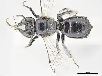 Braunsapis protuberans