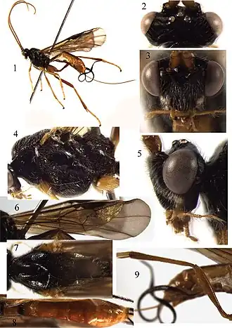 Braunsia antefurcalis