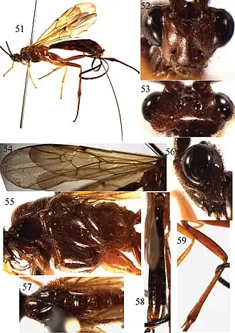 Braunsia postfurcalis