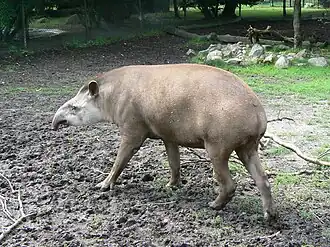 Laaglandtapir