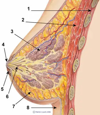 1. tussenribspier 2. m. pectoralis major 3. melkklier 4. tepel 5. areola 6. melkkanaal 7. vetweefsel 8. huid