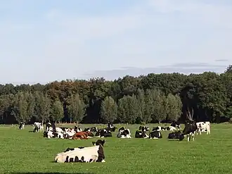 Breedenbroekse bos vanuit het zuiden gezien