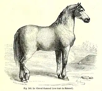 Vlaams Paard door Alfred Brehm (1869)