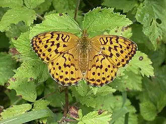 Braamparelmoervlinder