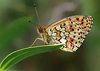 Dubbelstipparelmoervlinder