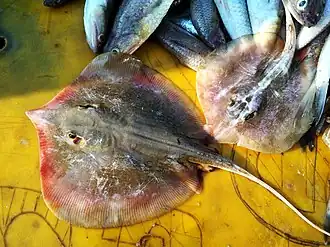 Brevitrygon heterura