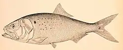 Atlantische menhaden