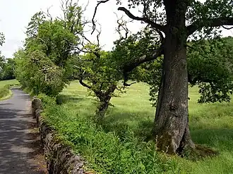 De brug "Llandyfriog" waar de rivier onderlangs stroomt