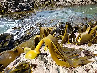 De bruinwieren Durvillaea poha en Durvillaea willana