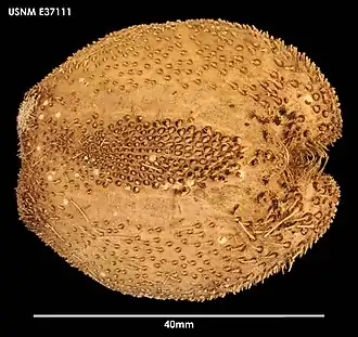 Brisaster antarcticus