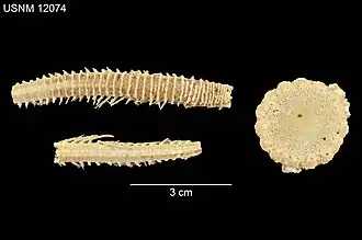 Brisingenes multicostata