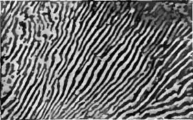 Dunne lamellae in een lamellaire microstructuur van perliet: zwart is ferriet en wit is cementiet