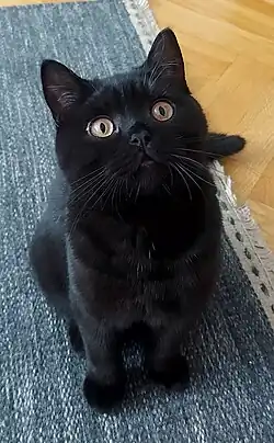 Zwarte Britse Korthaar kat, vijf maanden oud