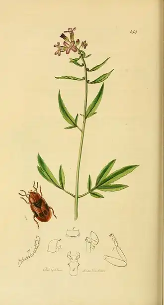 Gevlekt rietkapoentje