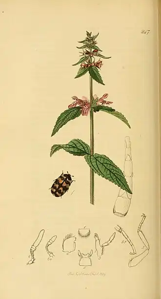 Attagenus trifasciatus