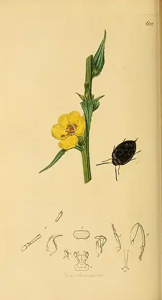 Hydrocyphon deflexicollis