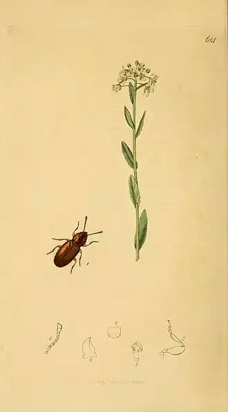 Holoparamecus depressus