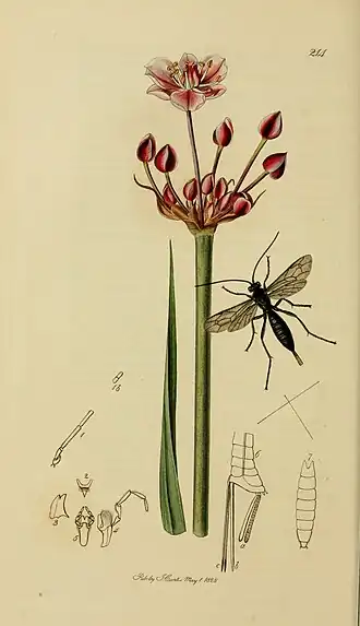 Pimpla aethiops